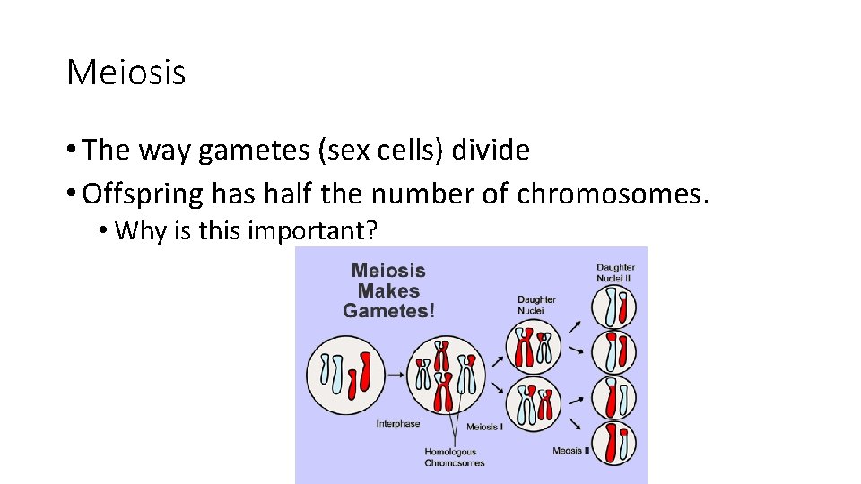 Meiosis • The way gametes (sex cells) divide • Offspring has half the number