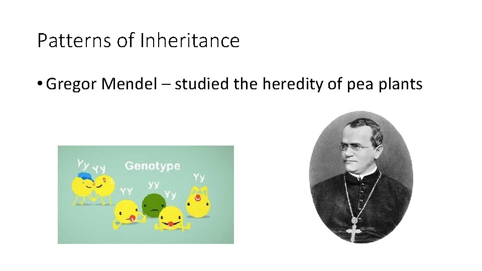 Patterns of Inheritance • Gregor Mendel – studied the heredity of pea plants 