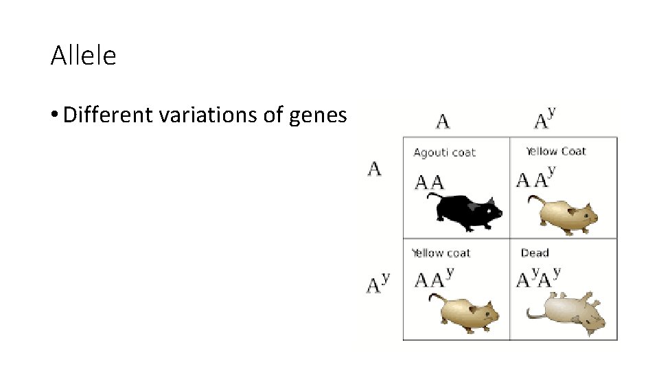 Allele • Different variations of genes 
