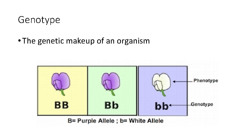 Genotype • The genetic makeup of an organism 
