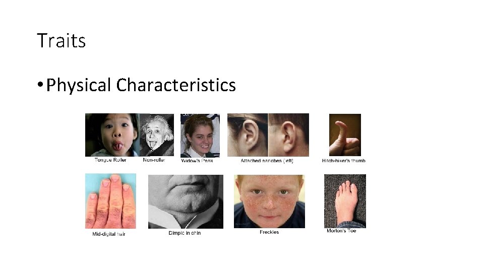 Traits • Physical Characteristics 