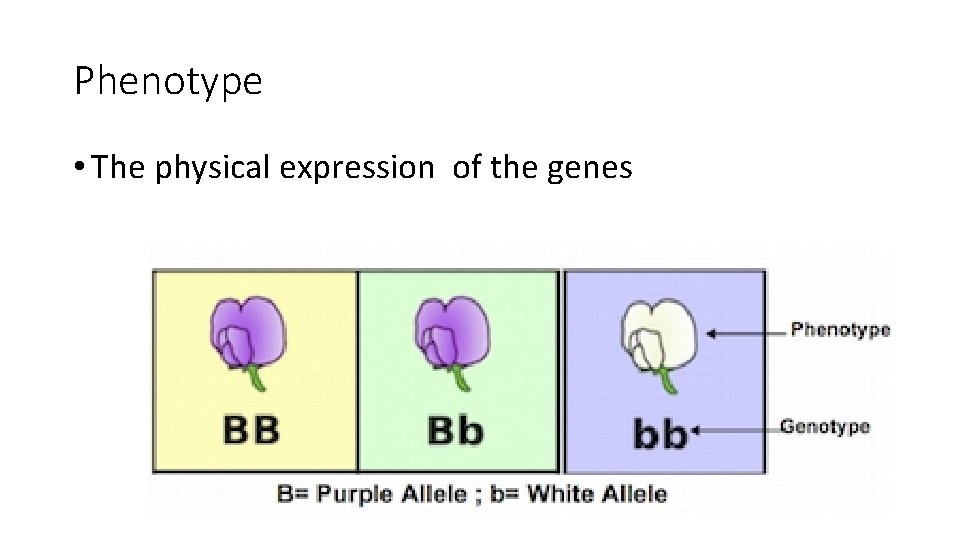 Phenotype • The physical expression of the genes 