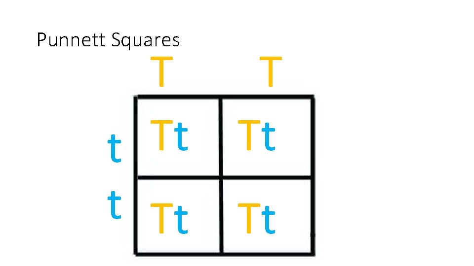 Punnett Squares T Tt t t Tt Tt 