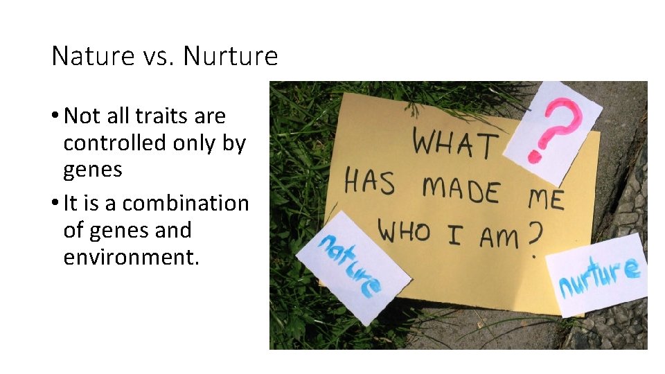 Nature vs. Nurture • Not all traits are controlled only by genes • It