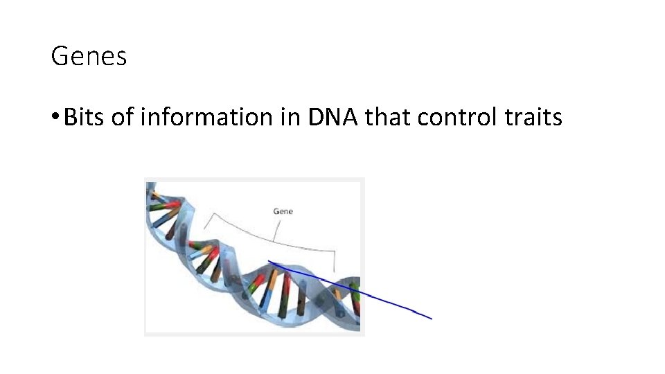 Genes • Bits of information in DNA that control traits 