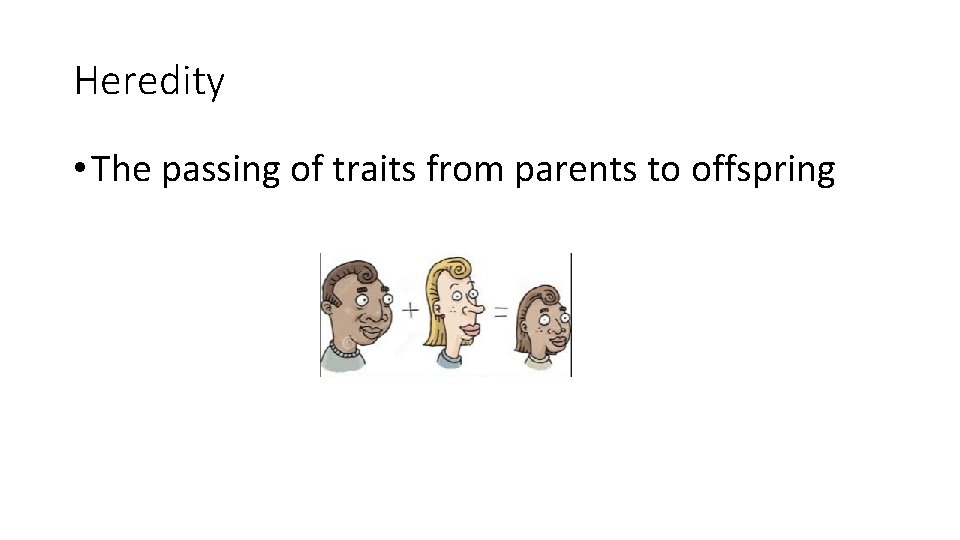 Heredity • The passing of traits from parents to offspring 