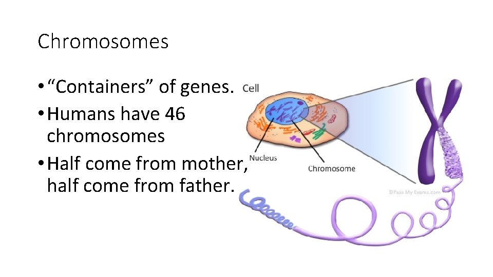 Chromosomes • “Containers” of genes. • Humans have 46 chromosomes • Half come from