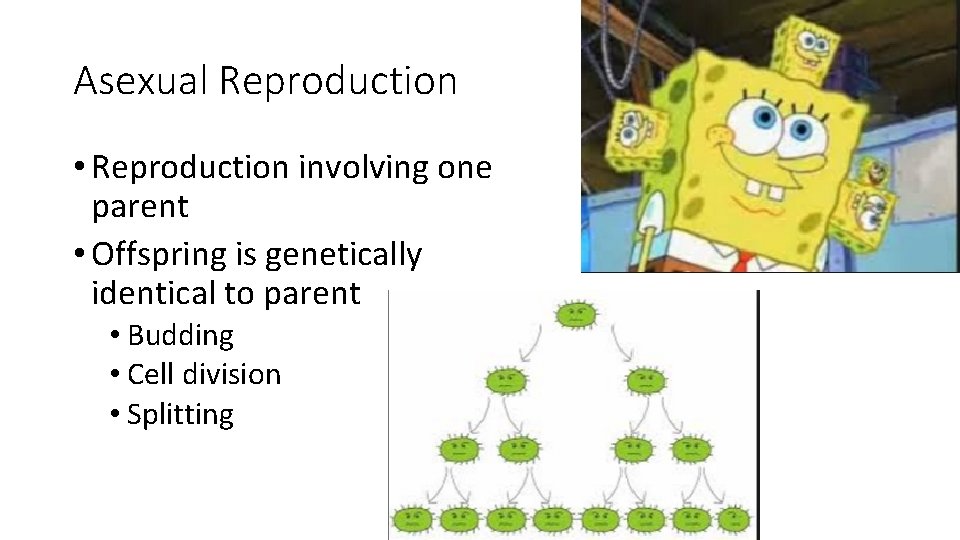 Asexual Reproduction • Reproduction involving one parent • Offspring is genetically identical to parent