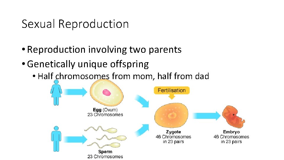 Sexual Reproduction • Reproduction involving two parents • Genetically unique offspring • Half chromosomes