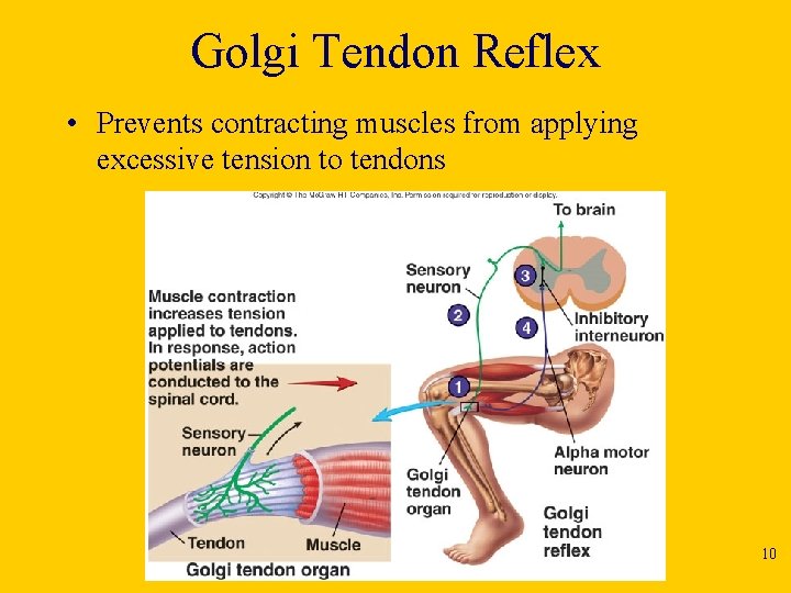 Golgi Tendon Reflex • Prevents contracting muscles from applying excessive tension to tendons 10