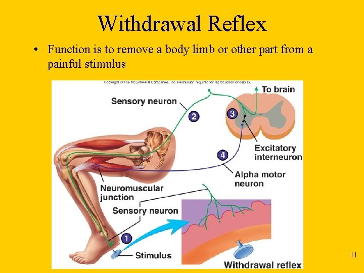 Withdrawal Reflex • Function is to remove a body limb or other part from