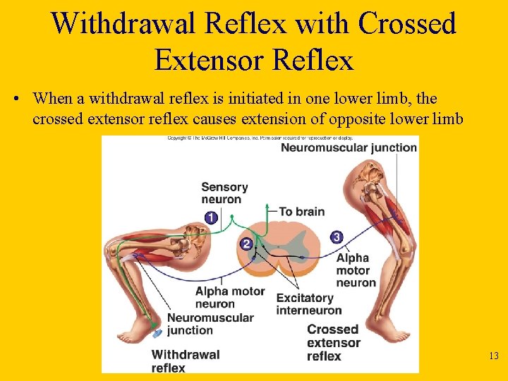 Withdrawal Reflex with Crossed Extensor Reflex • When a withdrawal reflex is initiated in