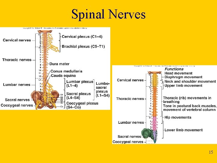 Spinal Nerves 15 