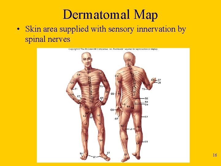 Dermatomal Map • Skin area supplied with sensory innervation by spinal nerves 16 