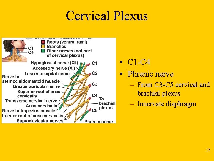 Cervical Plexus • C 1 -C 4 • Phrenic nerve – From C 3