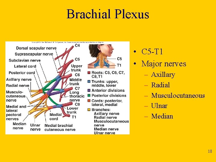 Brachial Plexus • C 5 -T 1 • Major nerves – – – Axillary