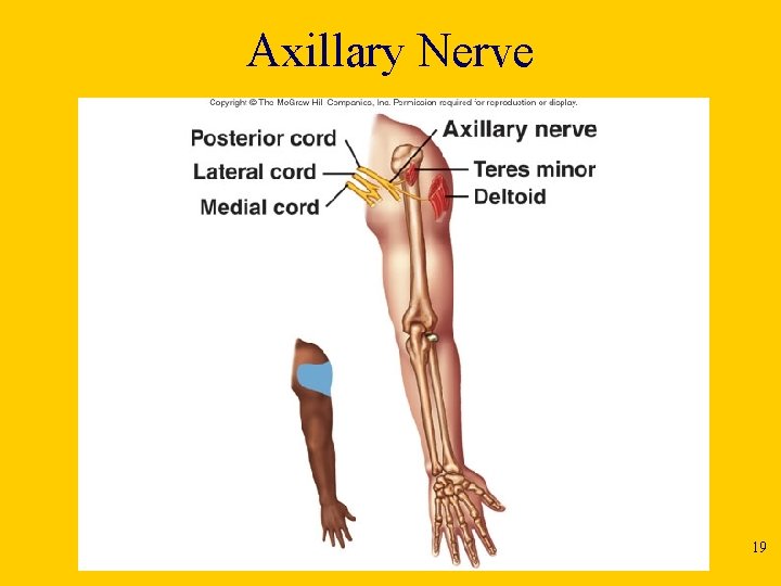 Axillary Nerve 19 