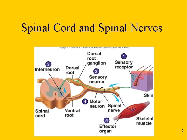 Spinal Cord and Spinal Nerves 2 