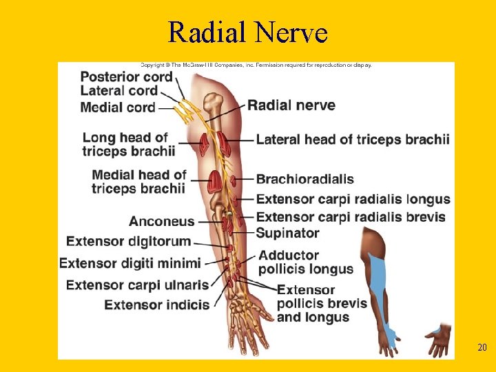 Radial Nerve 20 