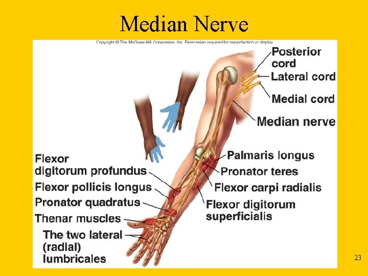 Median Nerve 23 