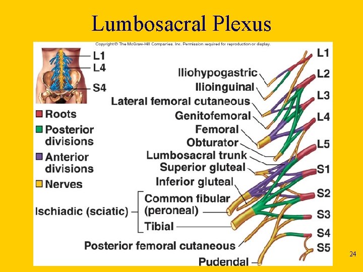 Lumbosacral Plexus 24 