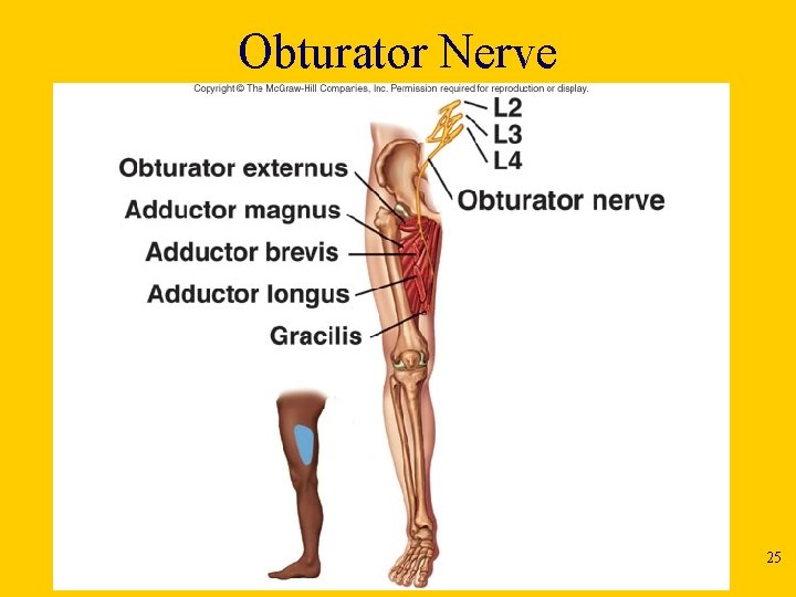 Obturator Nerve 25 