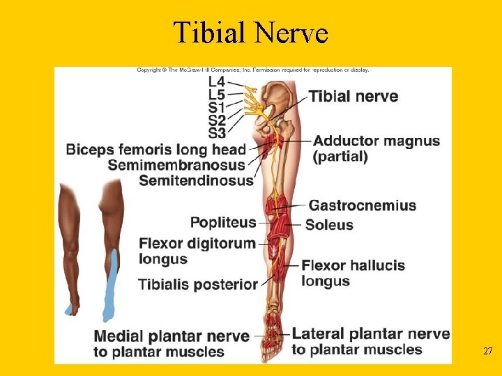 Tibial Nerve 27 
