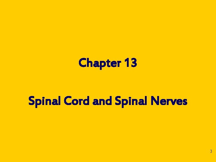 Chapter 13 Spinal Cord and Spinal Nerves 3 
