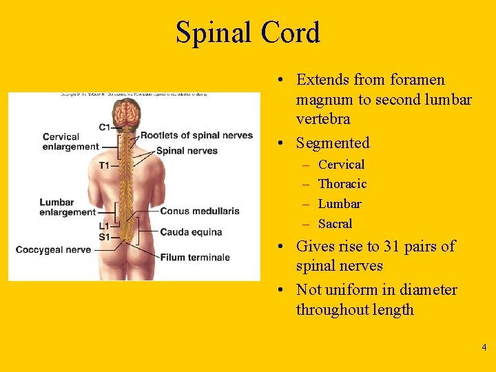 Spinal Cord • Extends from foramen magnum to second lumbar vertebra • Segmented –