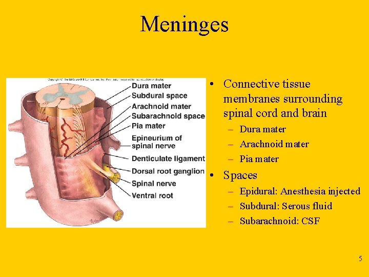 Meninges • Connective tissue membranes surrounding spinal cord and brain – Dura mater –