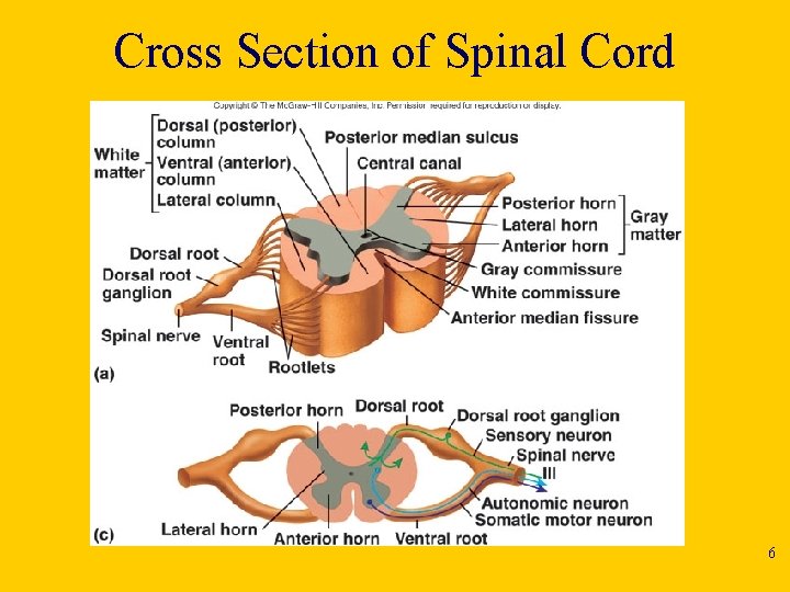 Cross Section of Spinal Cord 6 