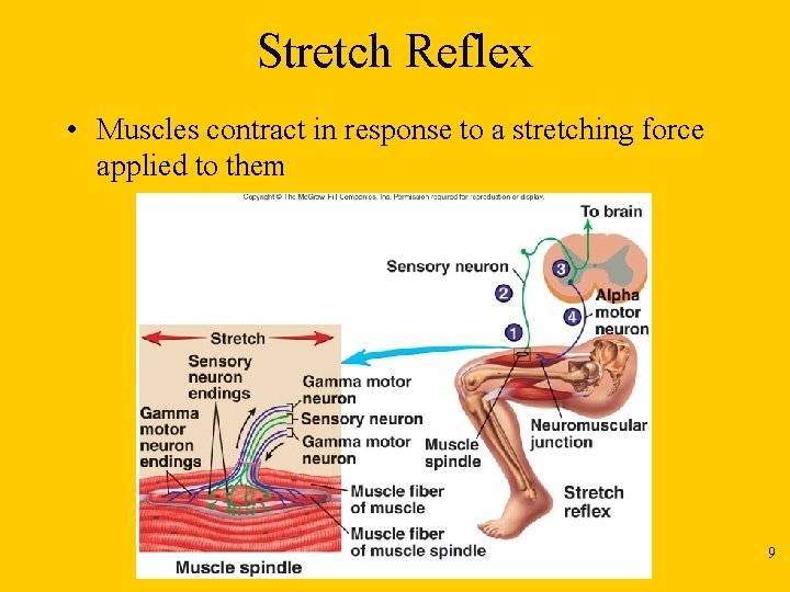 Stretch Reflex • Muscles contract in response to a stretching force applied to them