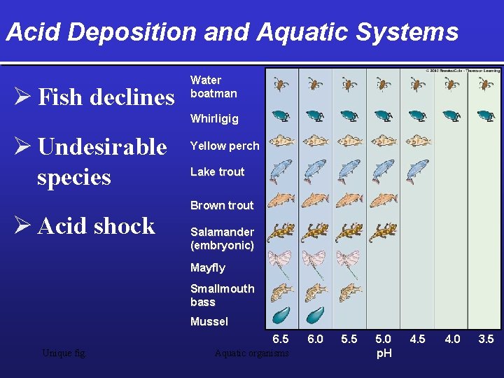 Acid Deposition and Aquatic Systems Ø Fish declines Water boatman Whirligig Ø Undesirable species