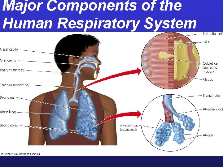 Major Components of the Human Respiratory System 