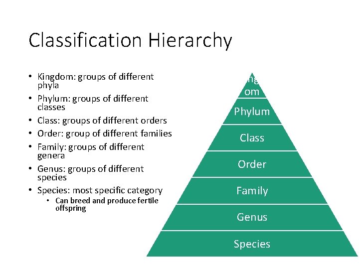 Classification Hierarchy • Kingdom: groups of different phyla • Phylum: groups of different classes