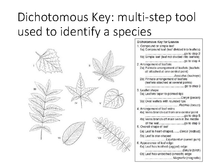 Dichotomous Key: multi-step tool used to identify a species 