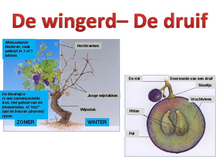 De wingerd– De druif Afwisselende bladeren, vaak geknipt in 3 of 5 lobben. Hechtranken