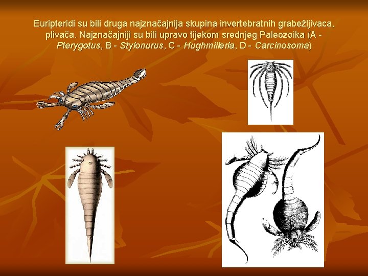 Euripteridi su bili druga najznačajnija skupina invertebratnih grabežljivaca, plivača. Najznačajniji su bili upravo tijekom