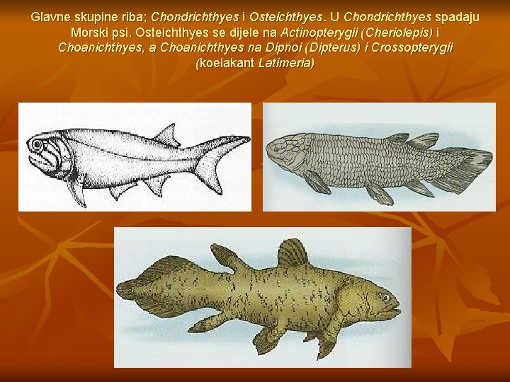 Glavne skupine riba; Chondrichthyes i Osteichthyes. U Chondrichthyes spadaju Morski psi. Osteichthyes se dijele