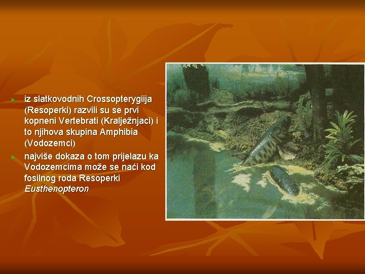 Ø Ø iz slatkovodnih Crossopterygiija (Resoperki) razvili su se prvi kopneni Vertebrati (Kralježnjaci) i