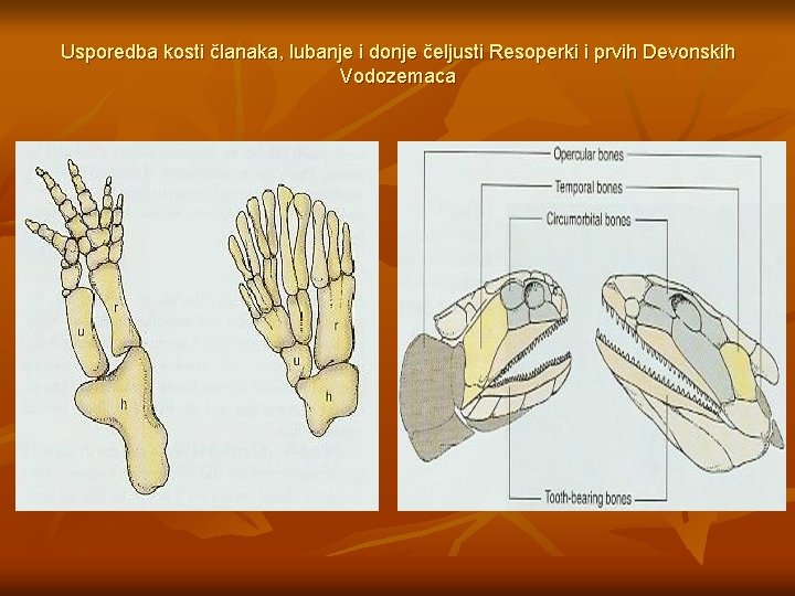 Usporedba kosti članaka, lubanje i donje čeljusti Resoperki i prvih Devonskih Vodozemaca 