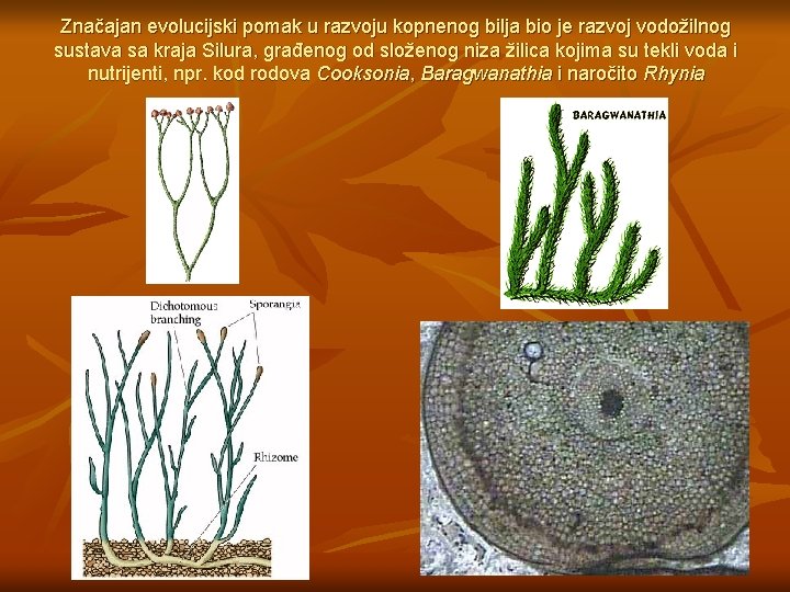 Značajan evolucijski pomak u razvoju kopnenog bilja bio je razvoj vodožilnog sustava sa kraja