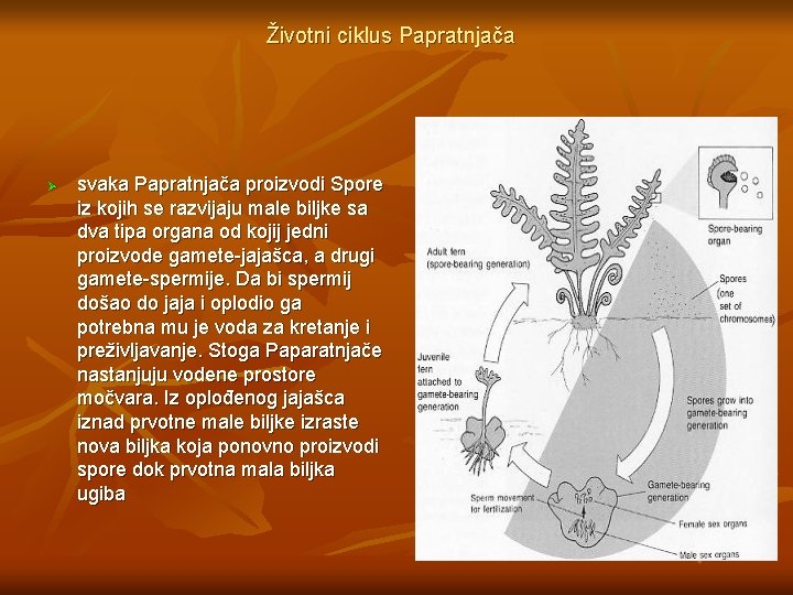 Životni ciklus Papratnjača Ø svaka Papratnjača proizvodi Spore iz kojih se razvijaju male biljke