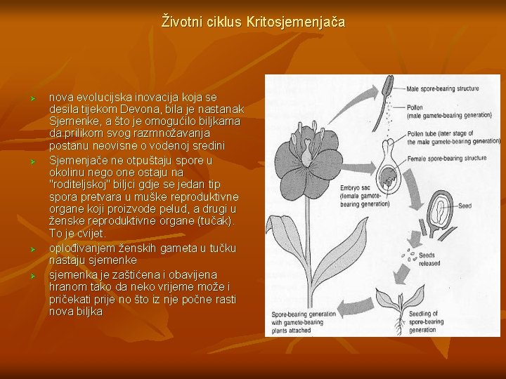 Životni ciklus Kritosjemenjača Ø Ø nova evolucijska inovacija koja se desila tijekom Devona, bila