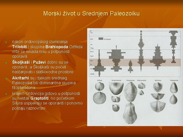 Morski život u Srednjem Paleozoiku Ø Ø nakon ordovicijskog izumiranja Trilobiti i skupina Brahiopoda