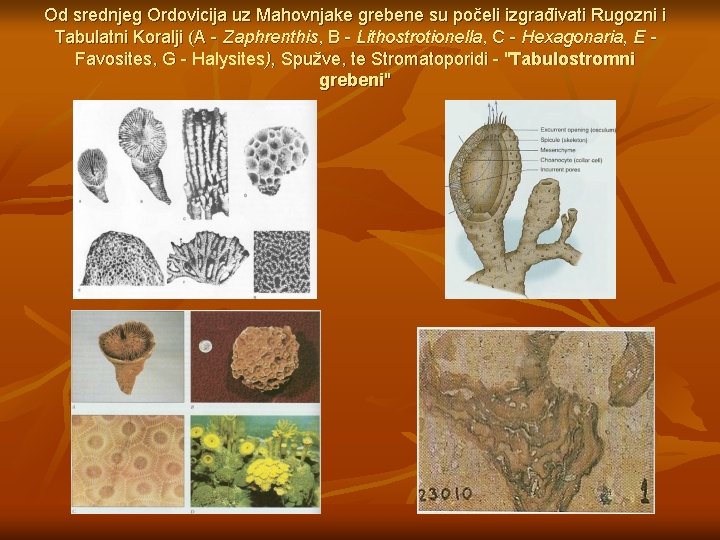 Od srednjeg Ordovicija uz Mahovnjake grebene su počeli izgrađivati Rugozni i Tabulatni Koralji (A