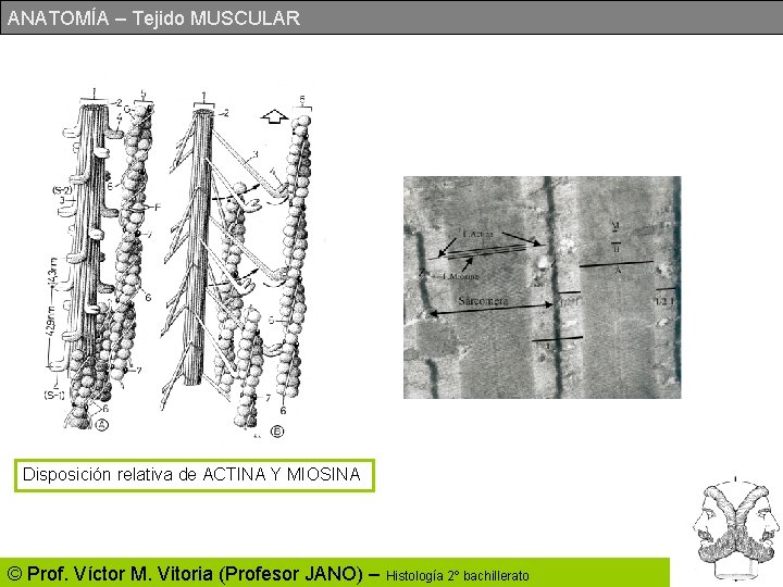 ANATOMÍA – Tejido MUSCULAR Disposición relativa de ACTINA Y MIOSINA © Prof. Víctor M.