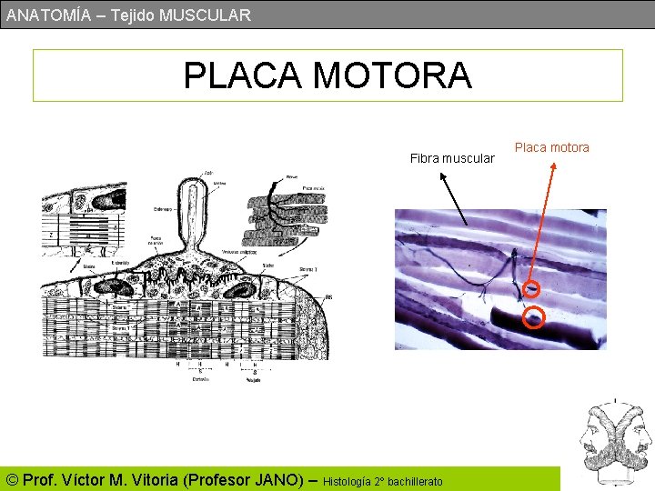 ANATOMÍA – Tejido MUSCULAR PLACA MOTORA Fibra muscular © Prof. Víctor M. Vitoria (Profesor