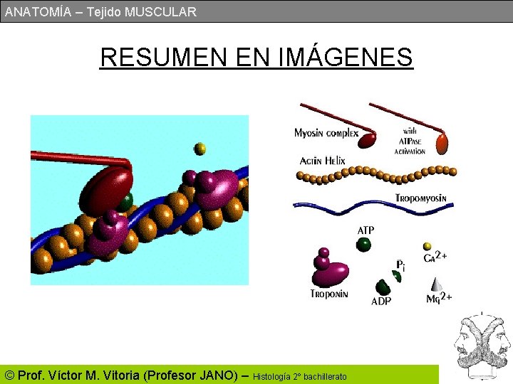 ANATOMÍA – Tejido MUSCULAR RESUMEN EN IMÁGENES © Prof. Víctor M. Vitoria (Profesor JANO)