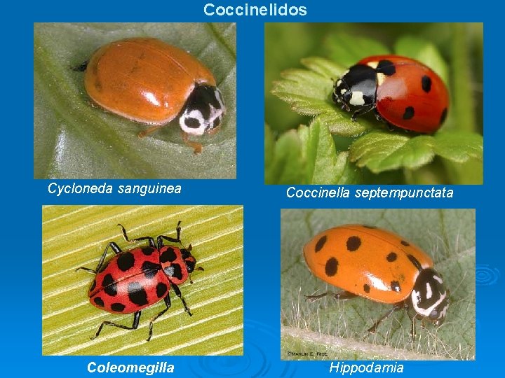 Coccinelidos Cycloneda sanguinea Coleomegilla Coccinella septempunctata Hippodamia 